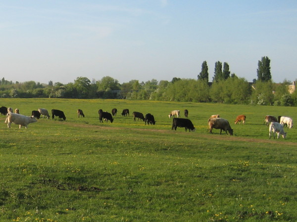 Picture of some cows